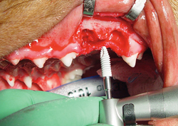 Illustrative example of dental implants for dogs from Google Search